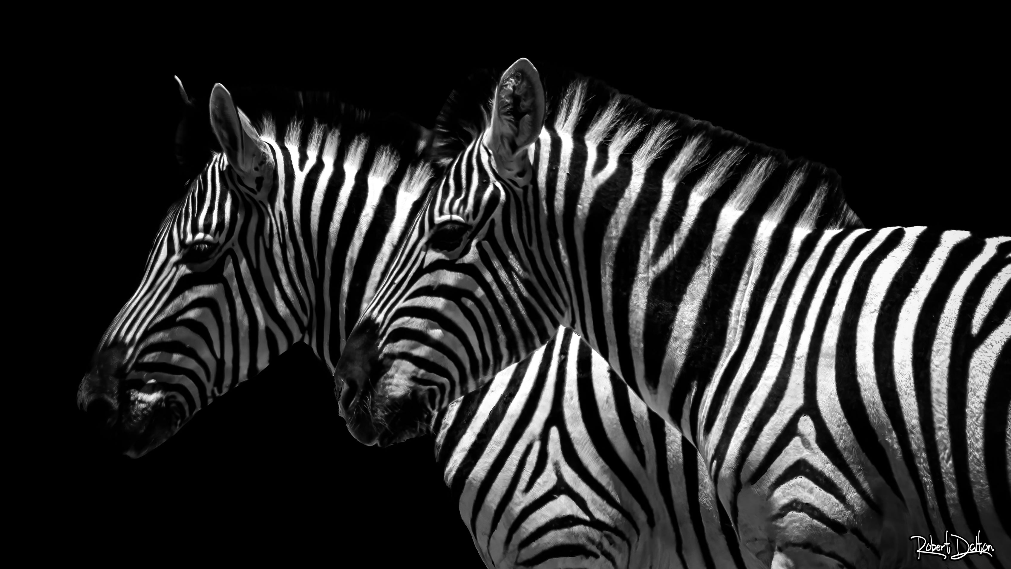 Main image "Zebras" auf strukturiertem Hahnemühle Fine Art-Papier (Nur als Print / Druck)